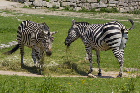 Zebraの写真素材