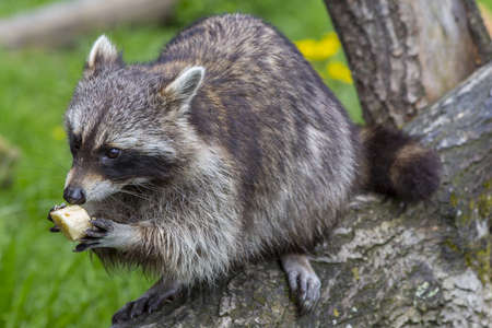 Raccoon eating