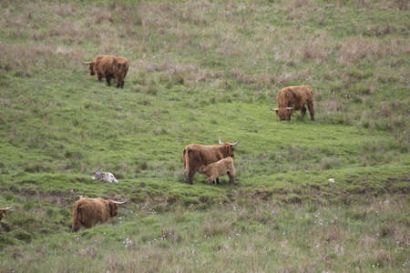 Cattle with babies