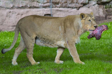 Lion carrying foodの写真素材