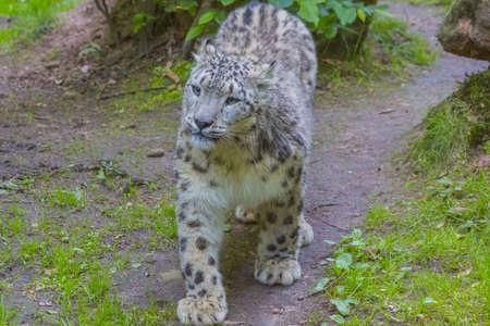 Snow Leopard