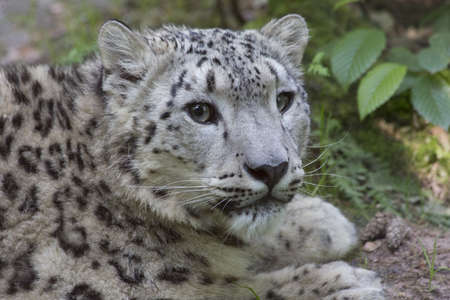 snow leopard portrait