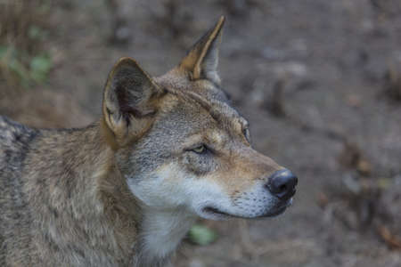 A cute Wolf
