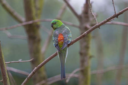 Canary