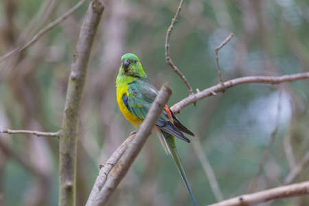 Canaryの写真素材