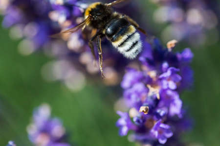 bumblebee sitting on purple flower in the gardenの写真素材