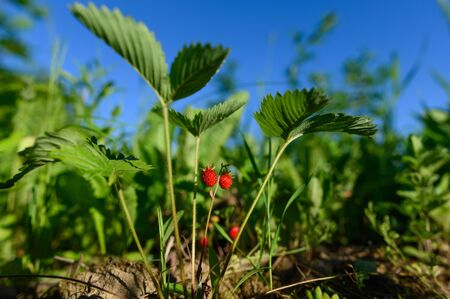 Ripe strawberries hang on a bush in the evening sun.の写真素材