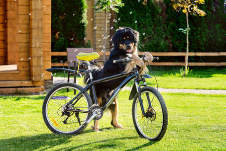 Big black dog stands on green grass and holds a bicycleの写真素材