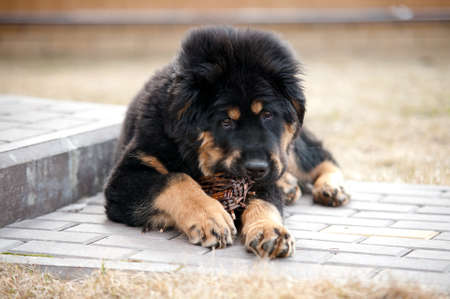 A fluffy mastiff puppy is lying nibbling a wooden toy and looking at the camera.の写真素材