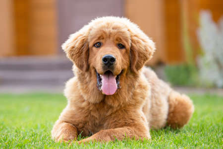 A very positive red puppy is lying on a green lawn, looking at the camera and smiling. Tibetan mastiff puppyの写真素材