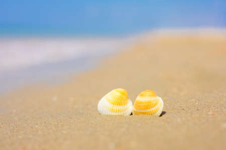 two seashells lie on a sandy beach. In the background, the blue sea. Focus on seashells, blurred background.の写真素材