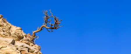 Old dry tree on a rock against the blue sky. Empty space on the right for text