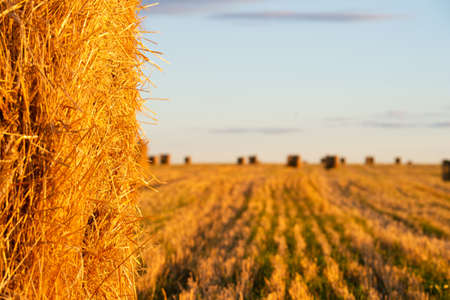 A haystack in the foreground during sunset. In the background is a field. Foreground focus on a haystackの写真素材