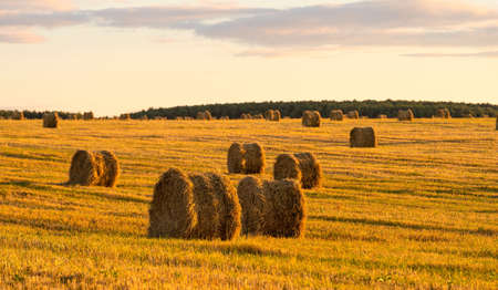 A field with haystacks at sunset, with two haystacks in the foreground.の写真素材