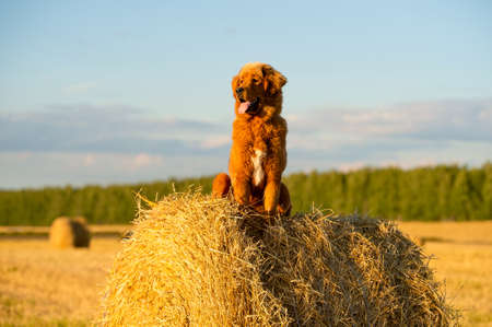 Ginger dog sits on a haystack at sunset. Dog breed Tibetan Mastiff.の写真素材