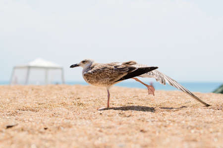 Seagull on the beach doing exercises.の写真素材