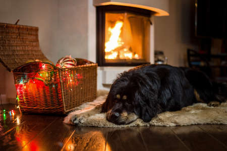 A large black dog lies near the fireplace and a basket with a garland. Dog at home on Christmas...