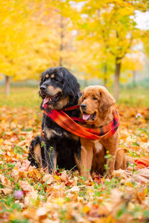 Two large dogs sit in the autumn forest and look to the side together. Dogs of the Tibetan Mastiff breed in autumn foliage with one large scarf. Vertical frameの写真素材