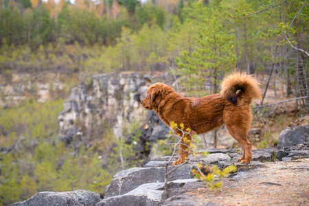 A large ginger dog stands on the edge of a cliff. Tibetan Mastiff stands on the mountain and looks into the distance.の写真素材