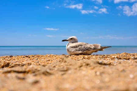 A seagull sits on the seashore during the day.の写真素材