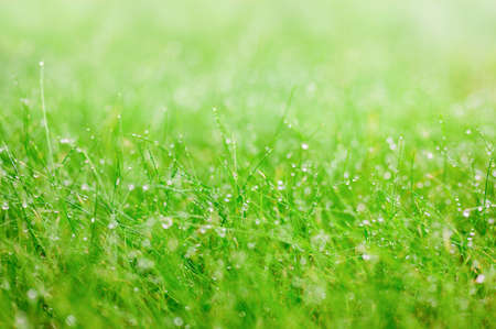 Green grass with raindrops. Shallow depth of field, blurred foreground and background. Focusing on a drop of water in the middle ground.の写真素材