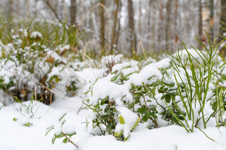 Blueberry bushes in the winter forest. Green leaves of blueberries under the snow on a forest background. Selective focusing on nearby bushes.の写真素材