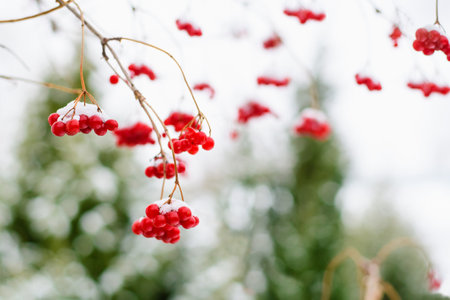 Viburnum berries hang on the branches in winter. The red berries are covered with snow. Selective focus on a near branch with berries. Shallow depth of field. Horizontal frame.の写真素材