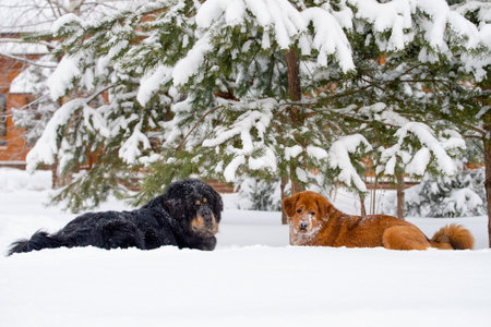 Two large dogs lie in the snow near a pine tree. Dogs of the Tibetan Mastiff breed in the snow. Focus on the black dog.の写真素材