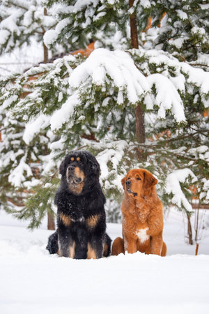 Dogs sit near a pine tree. Dogs of the Tibetan Mastiff breed.の写真素材