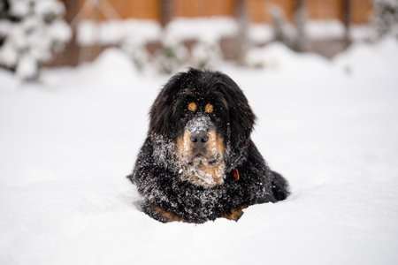 Portrait of a dog in the snow. The Tibetan Mastiff lies in the snow with snow on its face.の写真素材