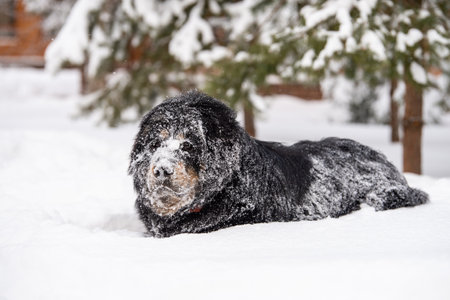 A large dog covered with snow. The Tibetan mastiff lies in a snowdrift.の写真素材