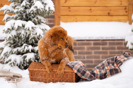 Big beautiful dog sits with closed eyes in winter. Red-haired dog of the Tibetan Mastiff breed. A ginger dog sits on a wicker basket and a plaid blanket near a Christmas tree.の写真素材