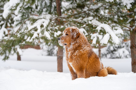 A ginger dog of the Tibetan Mastiff breed sits in the snow and looks to the side. Winter forest in the backgroundの写真素材