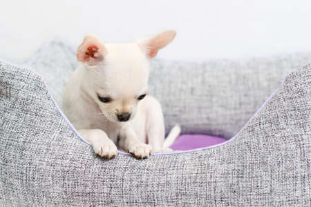 White little sad puppy. A cute chihuahua popoda puppy feels guilty and looks down.の写真素材