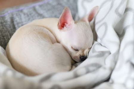 A small white dog sleeps curled up on a blanket. Chihuahua puppy.の写真素材