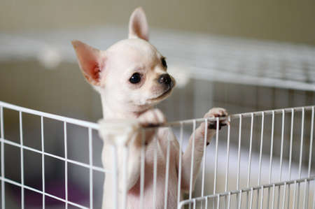 The little dog looks plaintively out of the cage.の写真素材