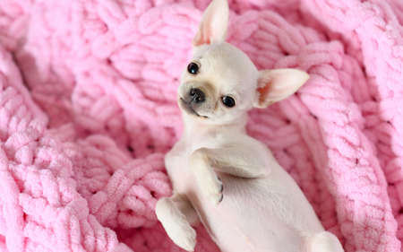 Funny sly chihuahua puppy on a pink knitted blanket. View from above. Portrait of a friendly and playful dogの写真素材