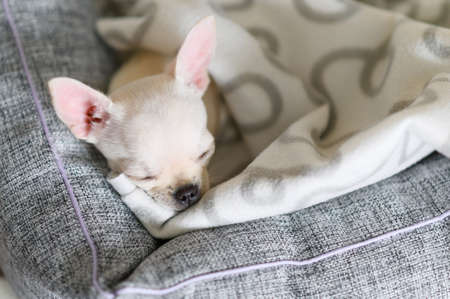 Portrait of a small sleeping Chihuahua puppy. The white dog sleeps cute. Selective focusing on the eyes.の写真素材