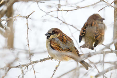 Sparrows on bush branches in severe frost. Focusing on a nearby sparrow.の写真素材