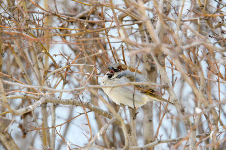 A sparrow sits on a branch in winter and calls out with a wide open beak. Funny little bird on a branch.の写真素材