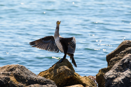 Great black cormorant on a stone with spread wings. A large black bird dries its wings and looks into the camera. Wildlife on the Sea of ââAzov.の写真素材