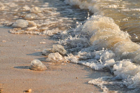 Dead jellyfish lie on the shore. Waves throw big dead jellyfish ashore.の写真素材