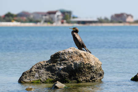 A great black cormorant sits on a stone against the backdrop of the resort town. Cormorant on the Sea of ââAzov.の写真素材