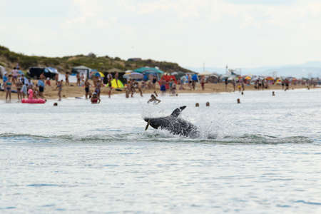 The dolphin catches fish and emerges from the water against the background of the beach. Dolphin in the Black Sea.の写真素材