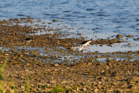 The stilt walks in the morning along the shore of the lake. Long-legged aquatic birdの写真素材