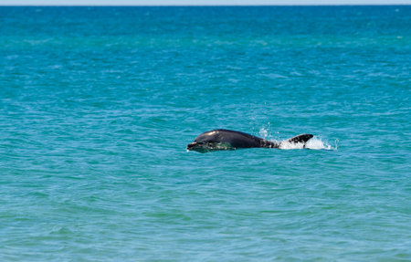 Dolphin swims in the sea. The dolphin's head is visible from the water.の写真素材