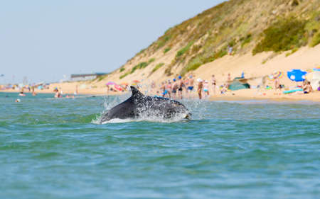 A dolphin emerges from the water against the backdrop of a beach with tourists. Dolphin jumps over near the shore in the Black Sea.の写真素材