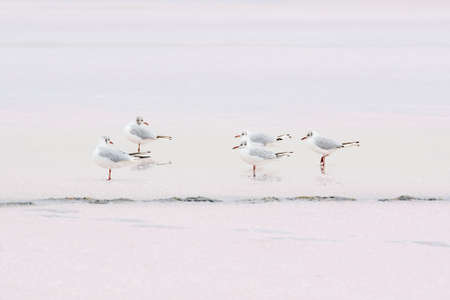 Several small seagulls stand in the lake. Salt lake and a group of seagulls.の写真素材