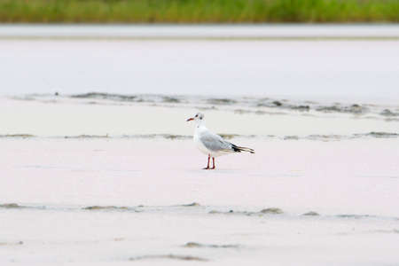 A seagull walks along the dried-up bottom of a slaked lake. The bird walks on white salt.の写真素材