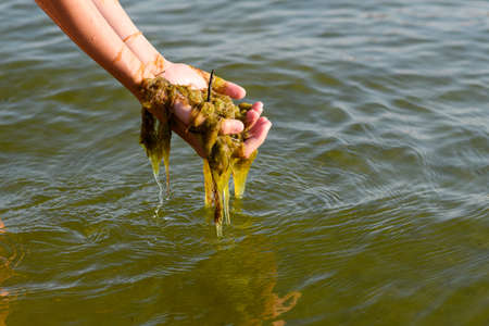 Dirty sea with green algae. Human hands hold a bunch of seaweed above water